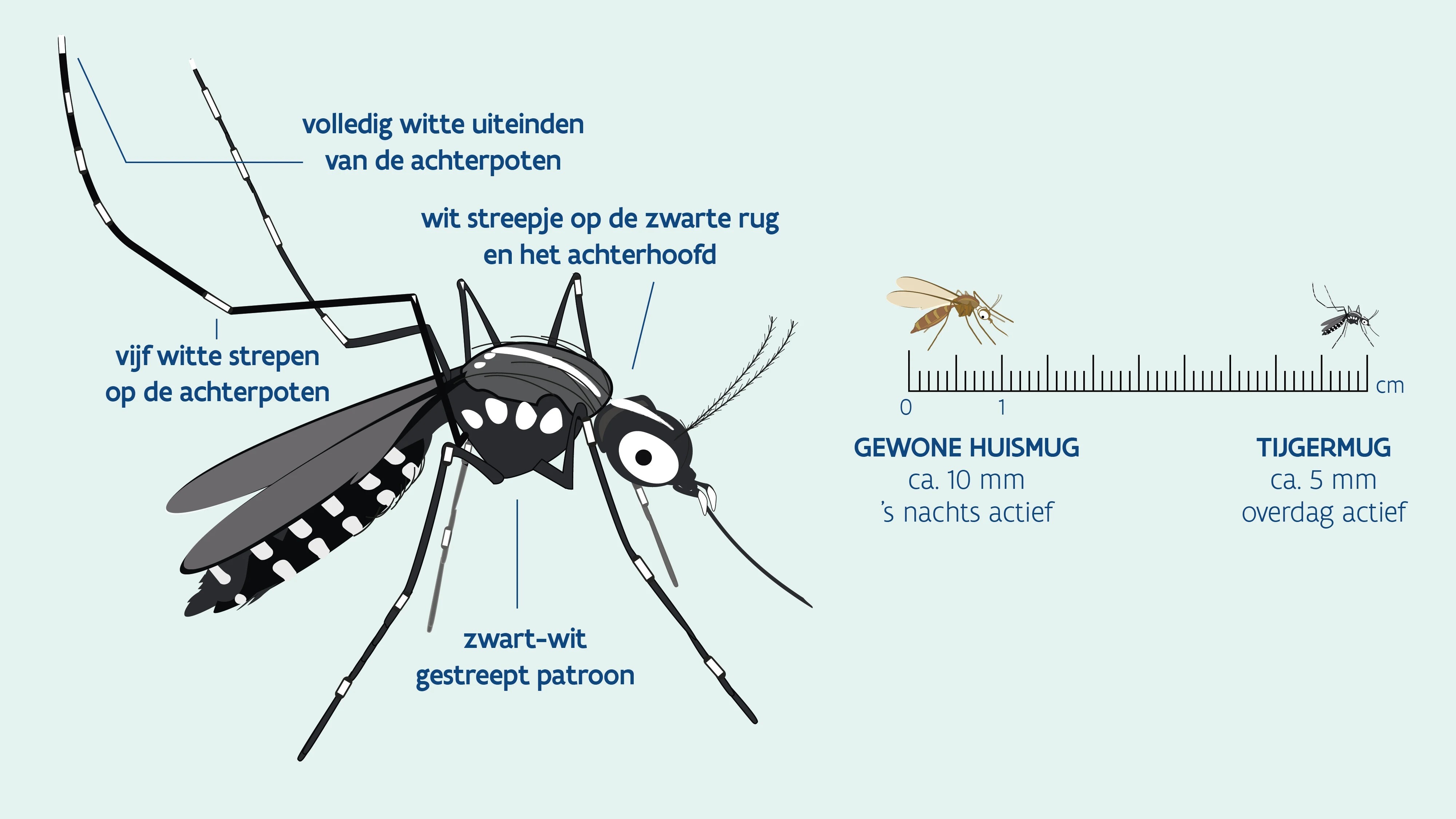 afbeelding van hoe tijgermug te herkennen