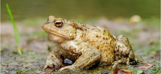 Red de Padden! Ontdek hoe jij het verschil maakt.