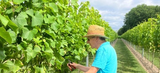 Initiatie tot wijnbouw en wijnmaken