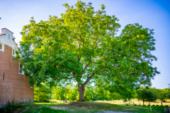 Houtig erfgoed in Puurs-Sint-Amands