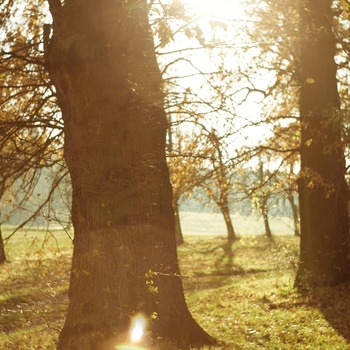 Gras_bos_zon_fuooc3
