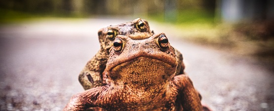 De paddentrek: zorg mee voor een veilige overtocht