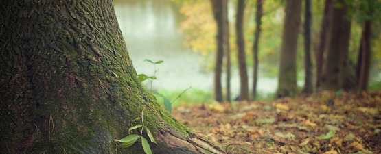 Plant mee aan de Steenbossen in Breendonk!