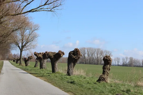 Knotwilgen aan straatkant