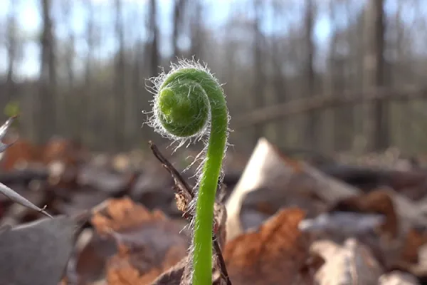 Food.Film.Fest.: Regenerating Life
