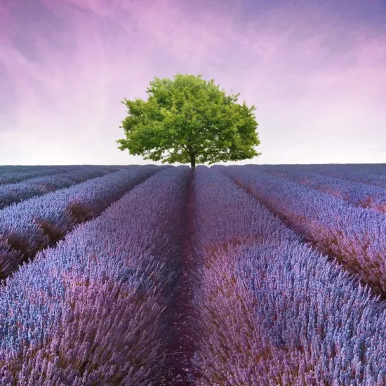 Workshop Oshadhi - The Amazing Lavendel